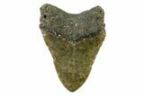 Serrated, Fossil Megalodon Tooth - North Carolina #338592-2